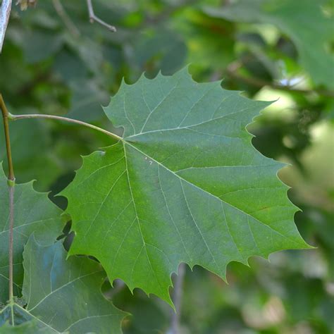 american sycamore leaf identification.